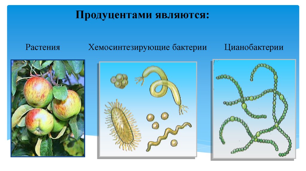 Растения хемосинтезирующие бактерии