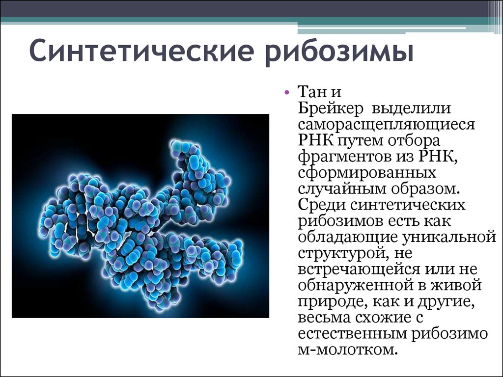 Каталитическая рнк. Рибозимы структура. Синтетические рибозимы. Рибозимы РНК. Каталитическая активность РНК.