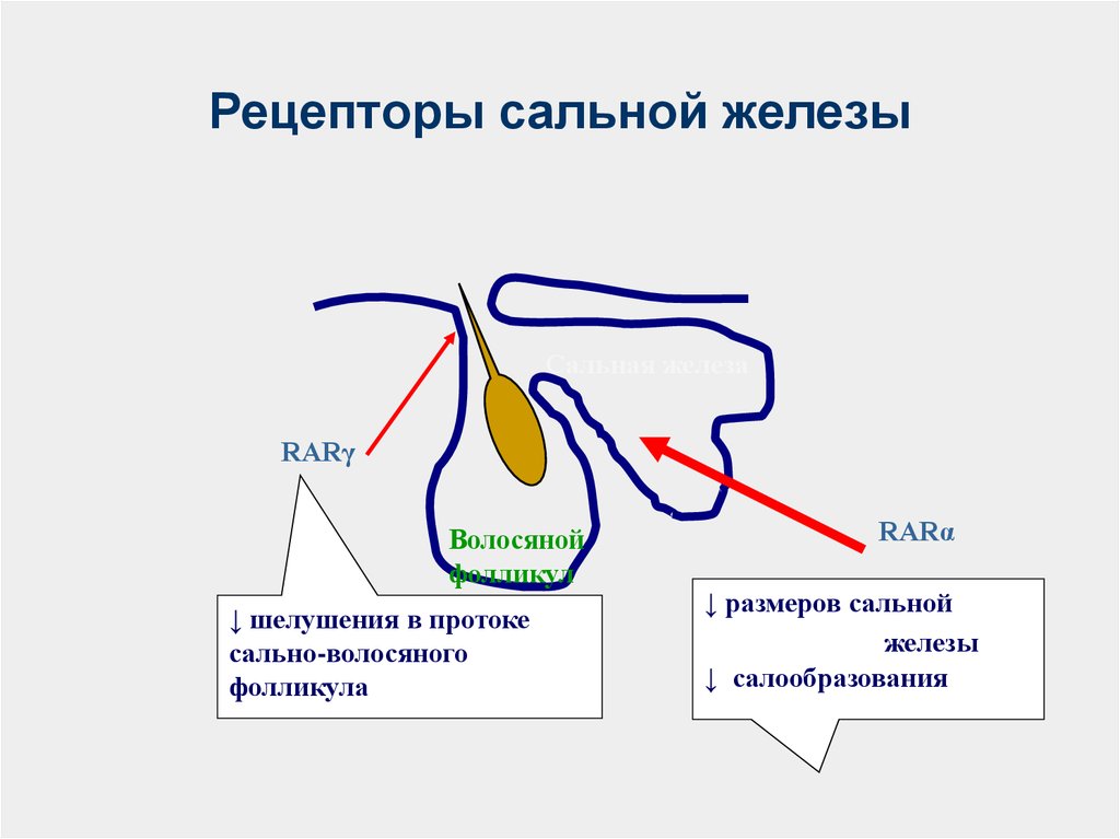 Сальные железы