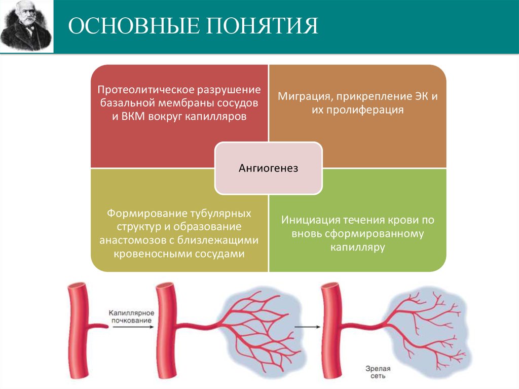 Контролируемая доставка факторов ангиогенеза презентация