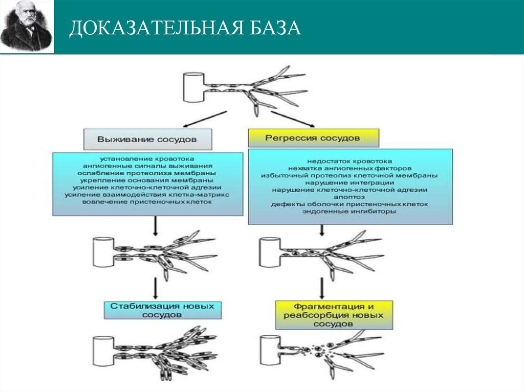 Доказательная база это