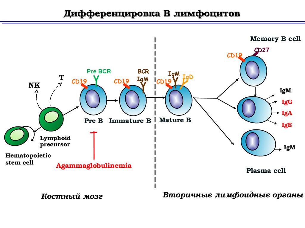 Т и б клетки. Антигеннезависимая дифференцировка т-лимфоцитов схема. Антигеннезависимая дифференцировка в-лимфоцитов иммунология. Антиген независимая дифференцировка в лимфоцитов. Схема дифференцировки т и в лимфоцитов.