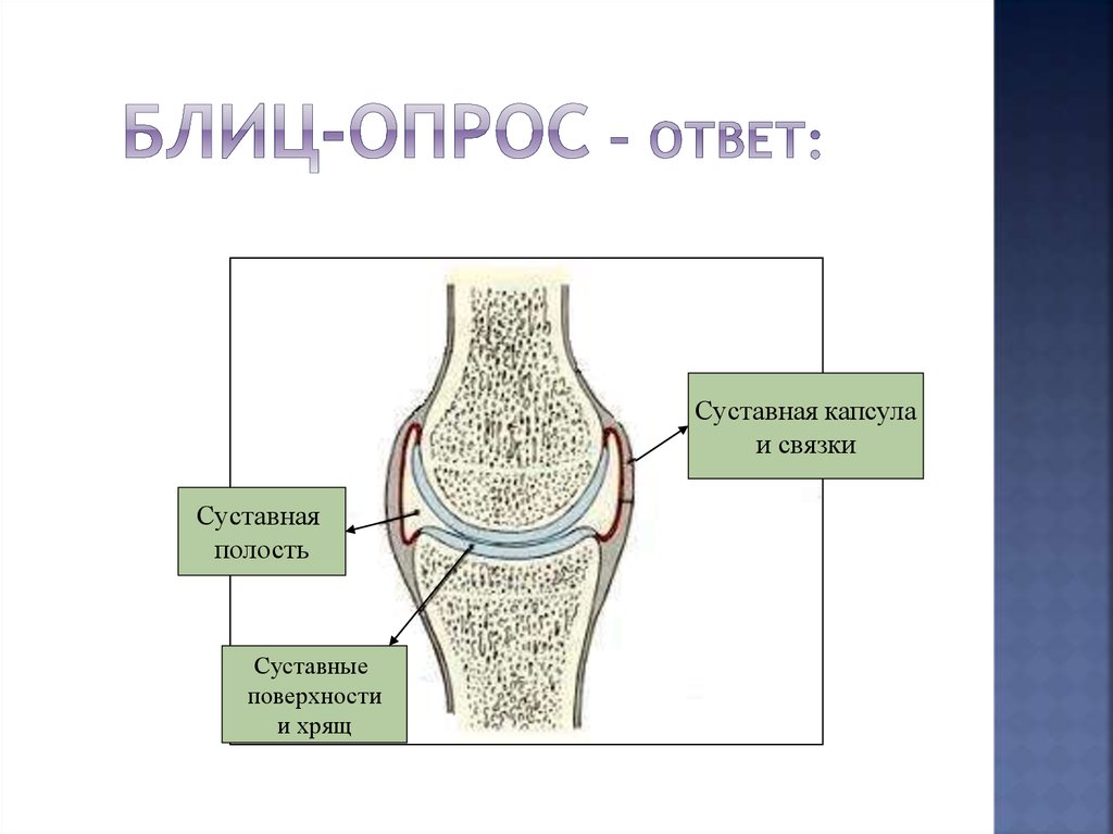 Какой цифрой на рисунке обозначена суставная полость