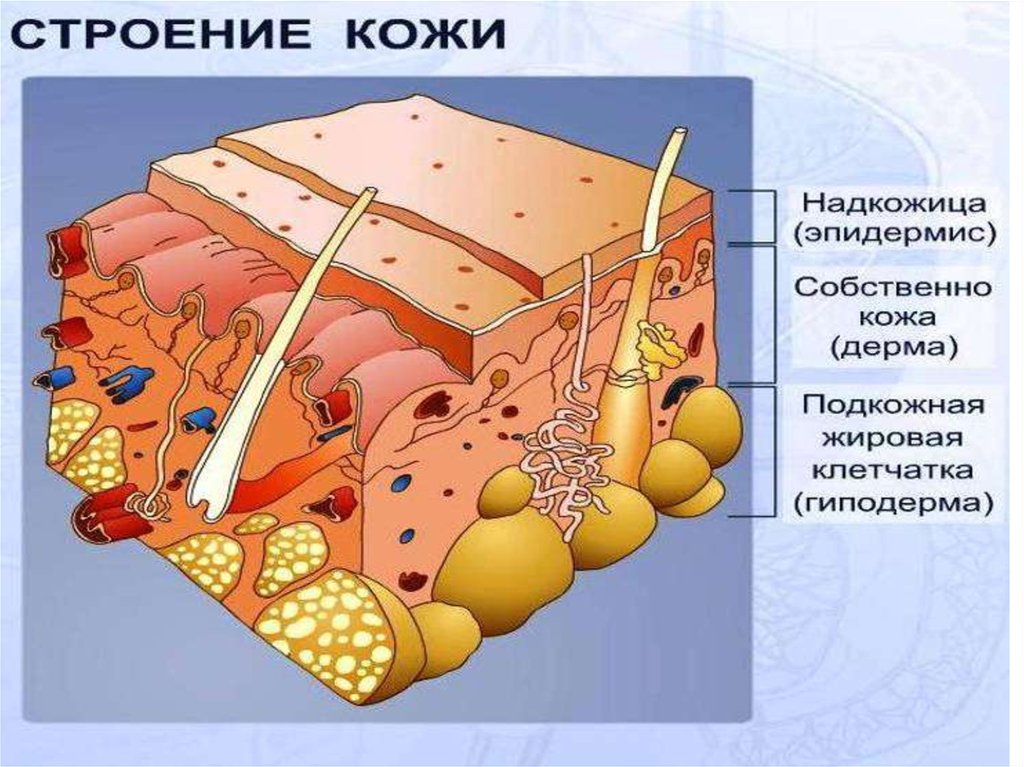 Рисунок части кожи