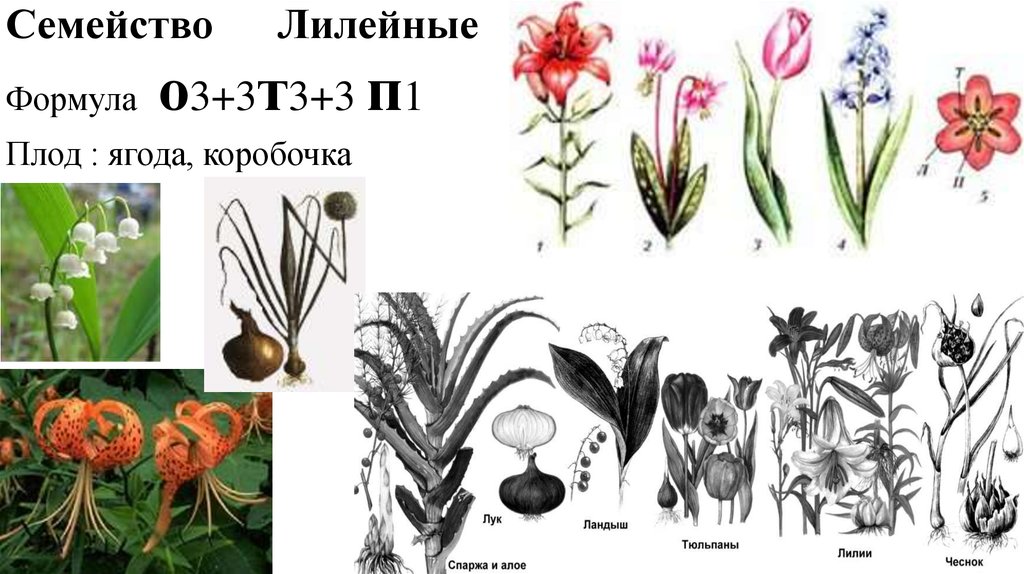 Формула о3 3т3 3п1. Цветок и плод лилейных. Формула цветка лилейных растений. Формула цветка семейства Лилейные. Liliaceae семейство.