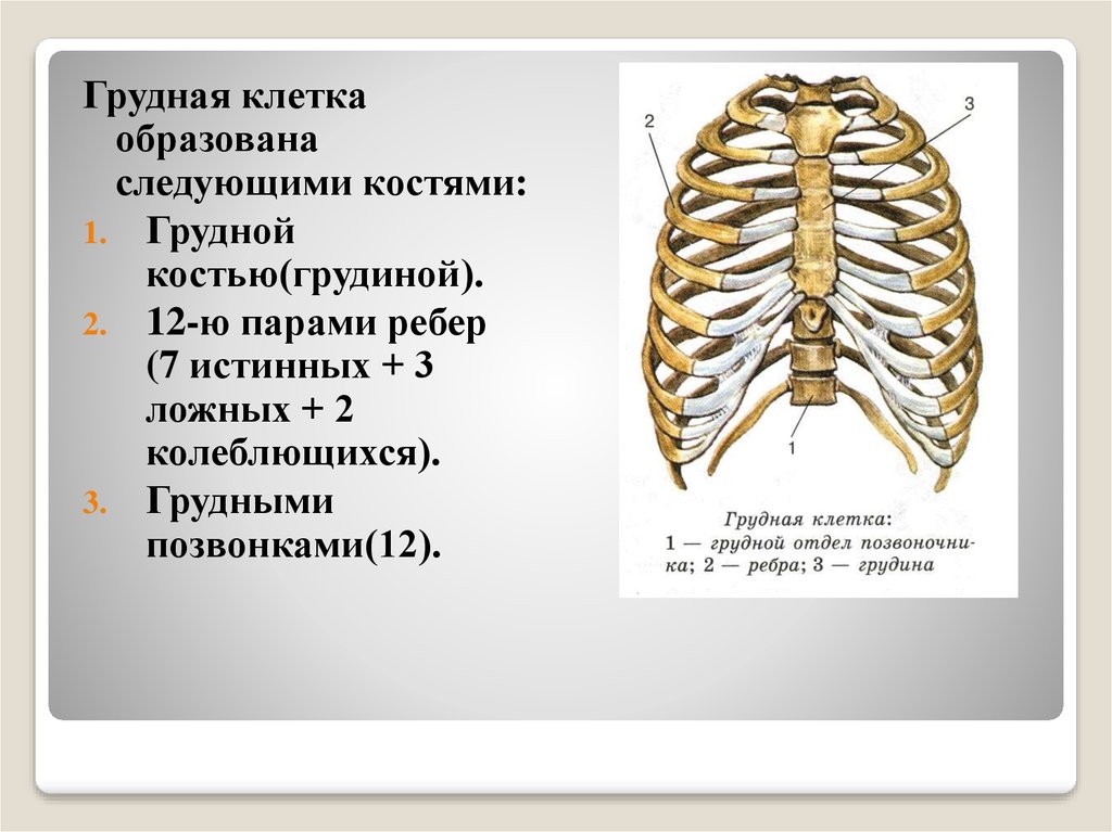 Сколько ребер на 1 стороне. Кости образующие грудную клетку человека. Название костей образующих грудную клетку. Кости образующие скелет грудной клетки. Кости образующиеградную клетку.