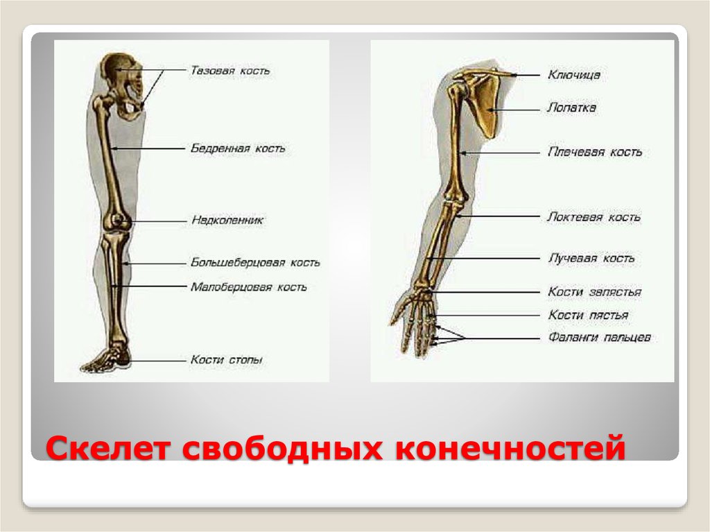 Лучевая кость скелета человека входит в состав