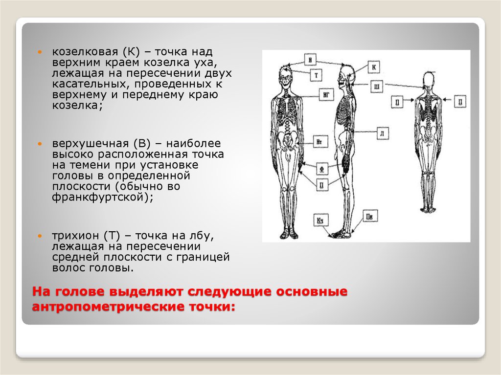 Внешние параметры человека. Антропометрические точки и места измерения. Антропометрические точки головы основные. Расположение антропометрических точек. Антропометрические точки человека.