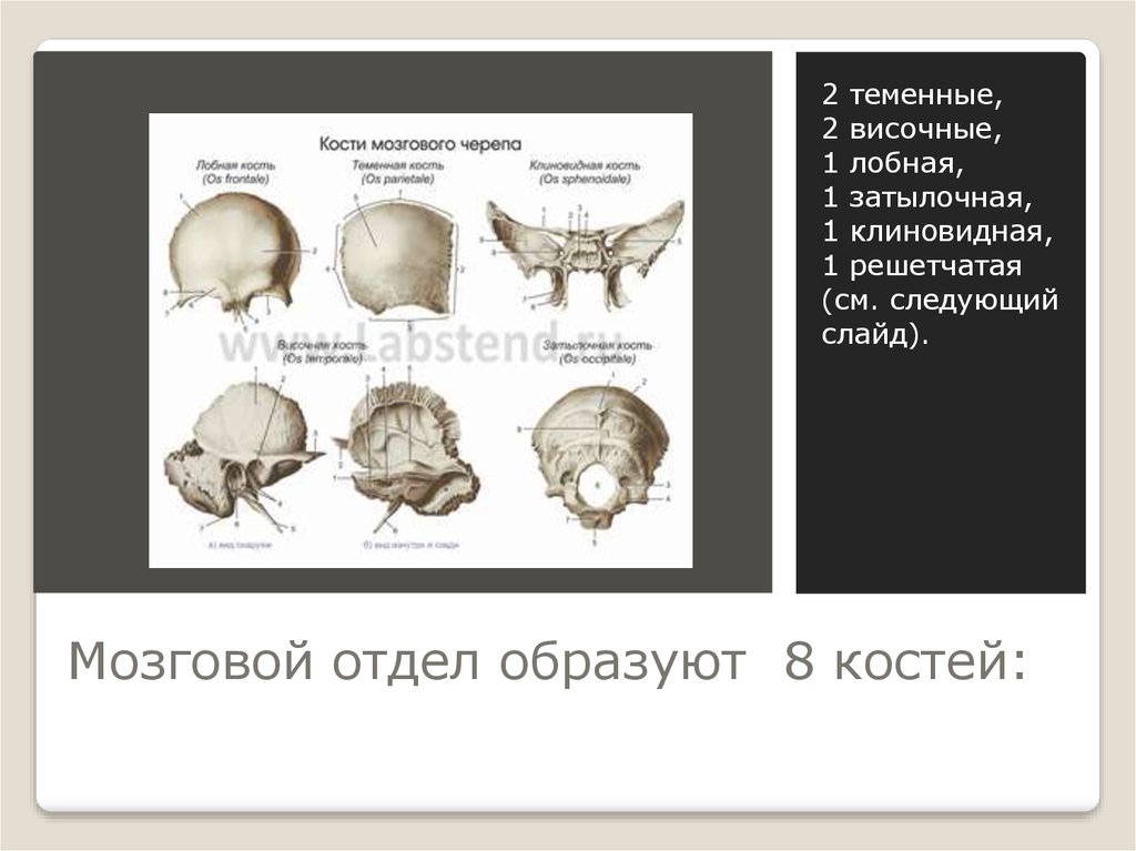 Мозговой отдел черепа кости соединение. Кости мозгового черепа анатомия лобная кость.