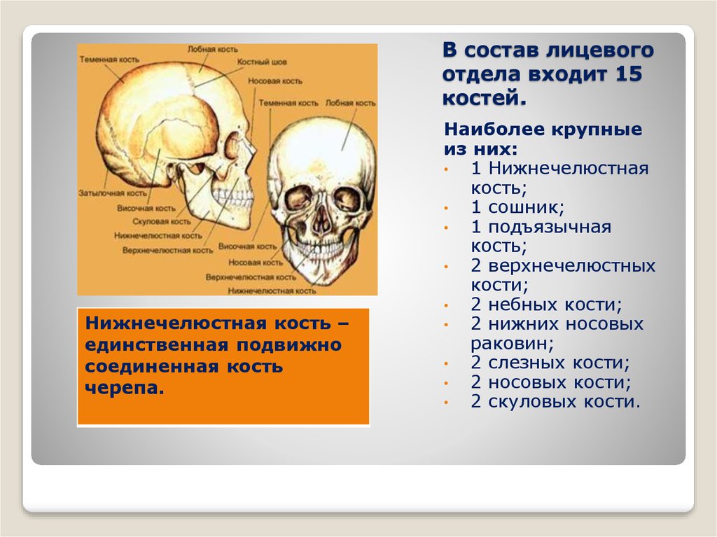 Лицевой отдел черепа кости. Крупные кости лицевого отдела. Кости лицевого отдела сошник. 15 Костей лицевого отдела. Сошник лицевой отдел черепа.