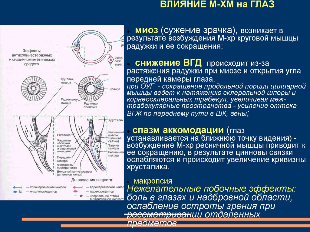 Сужает зрачки общий эффект воздействия на организм