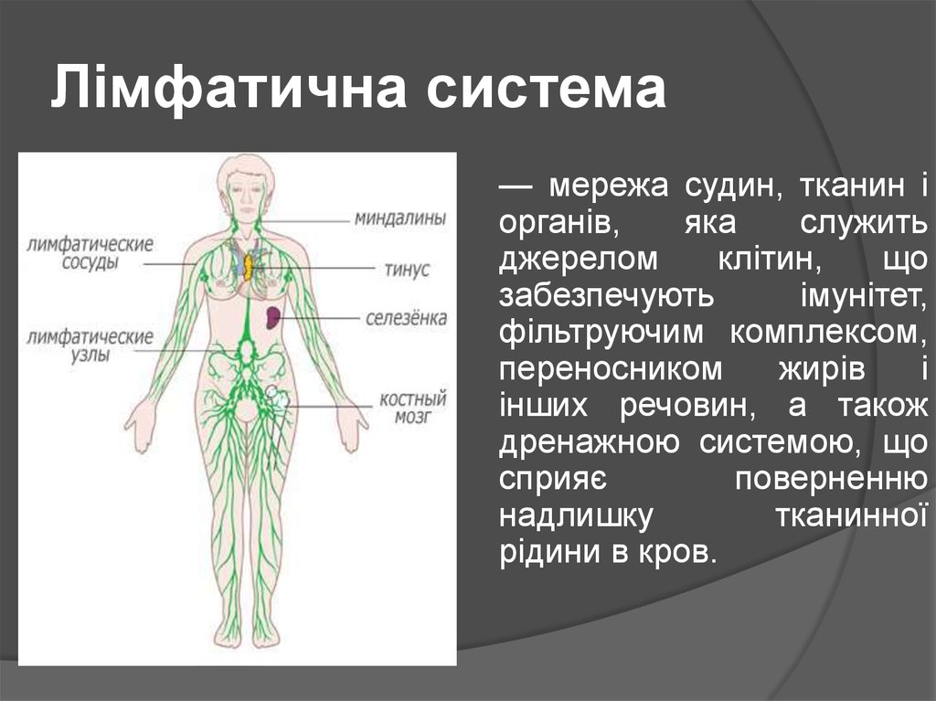 Таблица лимфоузлов