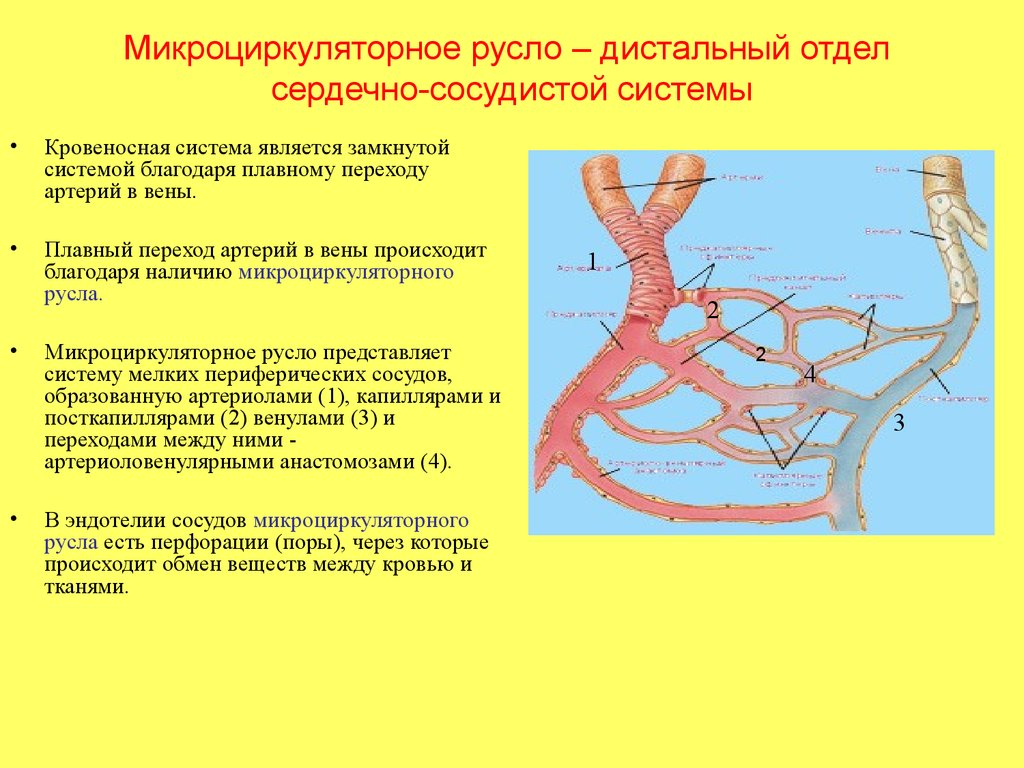 Какие особенности строения артерии. Сосуды микроциркуляторного русла строение. Сосуды микроциркуляторного русла схема. Схема строения микроциркуляторного кровеносного русла. Сосуды микроциркуляции строение.