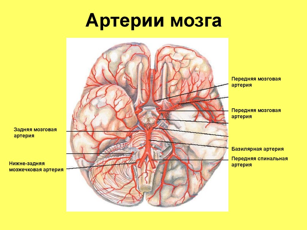 Артерии среднего мозга. Основная артерия головного мозга анатомия. Передняя мозговая артерия анатомия. Кровоснабжение задней мозговой артерии. Задняя мозговая артерия анатомия.