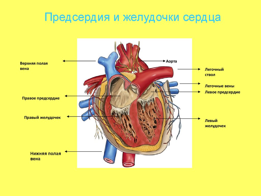 Особенности предсердия. Сердце анатомия желудочки и предсердия. Строение сердца желудочки предсердия. Строение левого желудочка сердца. Функции предсердий и желудочков сердца.