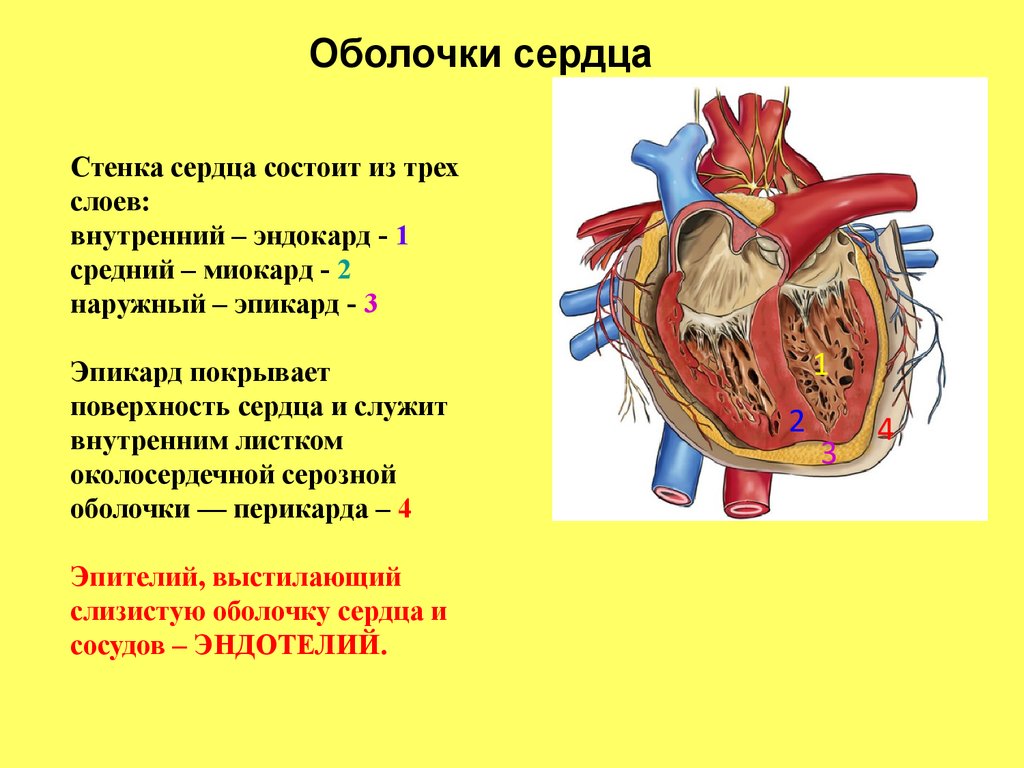 Человек внешняя оболочка. Строение наружной оболочки сердца. Строение сердца оболочки сердца. Строение сердца ободочки. Строение сердца 3 оболочки.