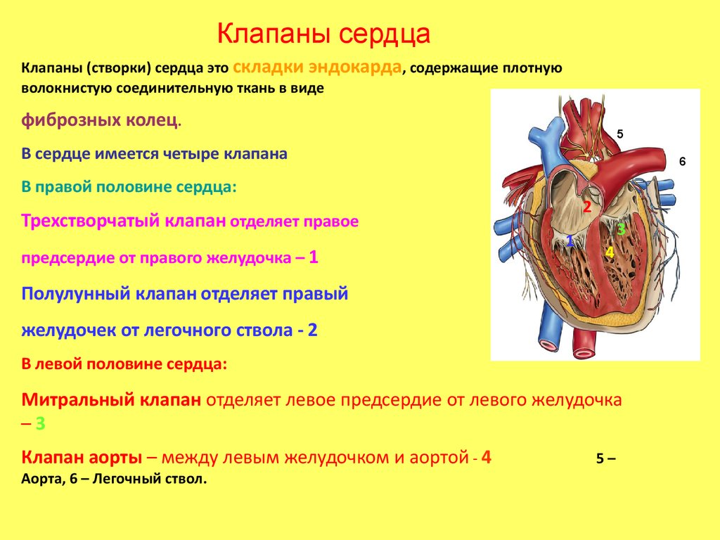 Какую функцию выполняет полулунный клапан. Клапаны сердца и их функции. Строение и расположение клапанов сердца. Строение клапанов сердца человека. Строение сердца клапаны сердца.