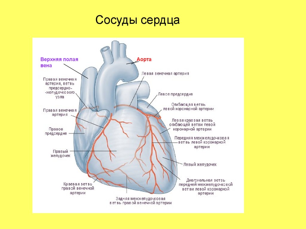 В состав какой системы входит сердце. Коронарные артерии сердца схема. Коронарные артерии сердца схема анатомия. Строение сердца человека коронарные артерии. Строение сердца, сосуды (артерии и вены).
