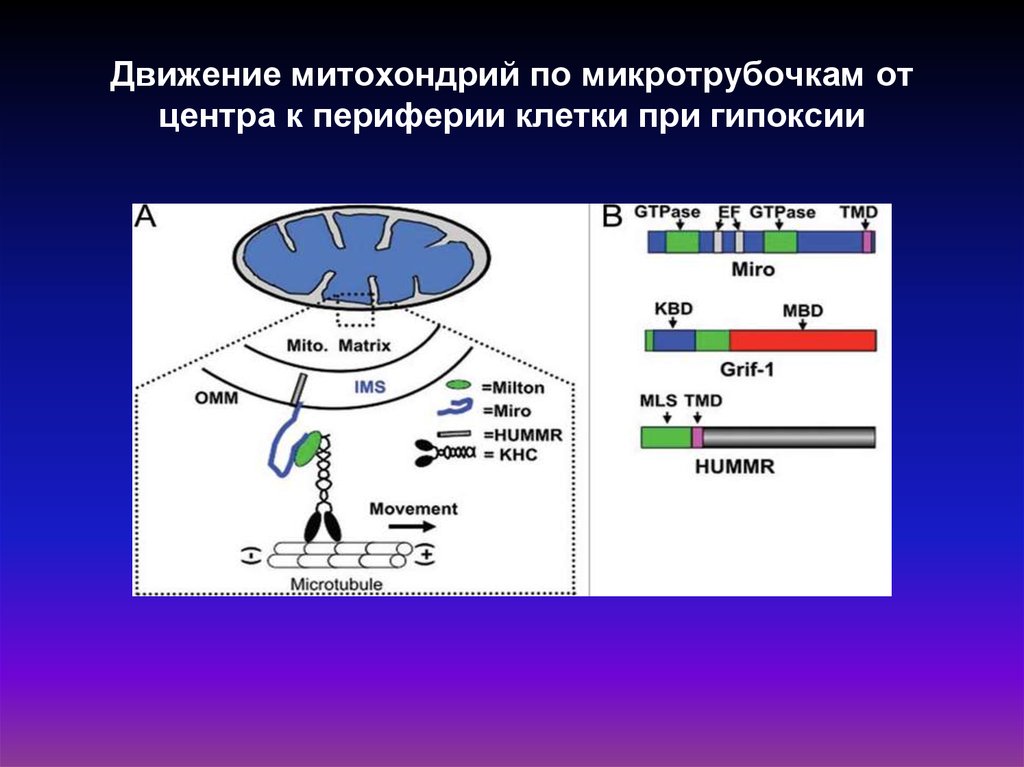 Гипоксия клеток. Клетка при гипоксии. Расположить от центра клетки к периферии. Митохондрии при гипоксии. От периферии к центру.