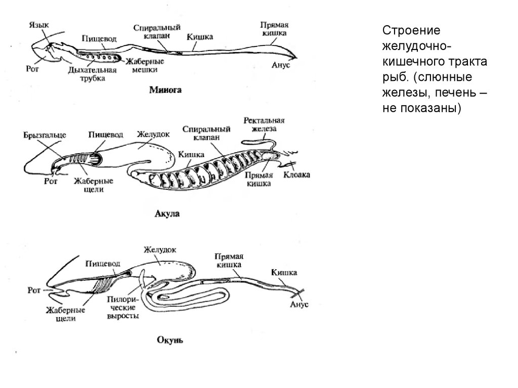 Строение 26. Строение ЖКТ рыб. Пищеварительный тракт рыбы. Кишечный тракт у рыбы. Типы желудочно кишечных трактов рыб.