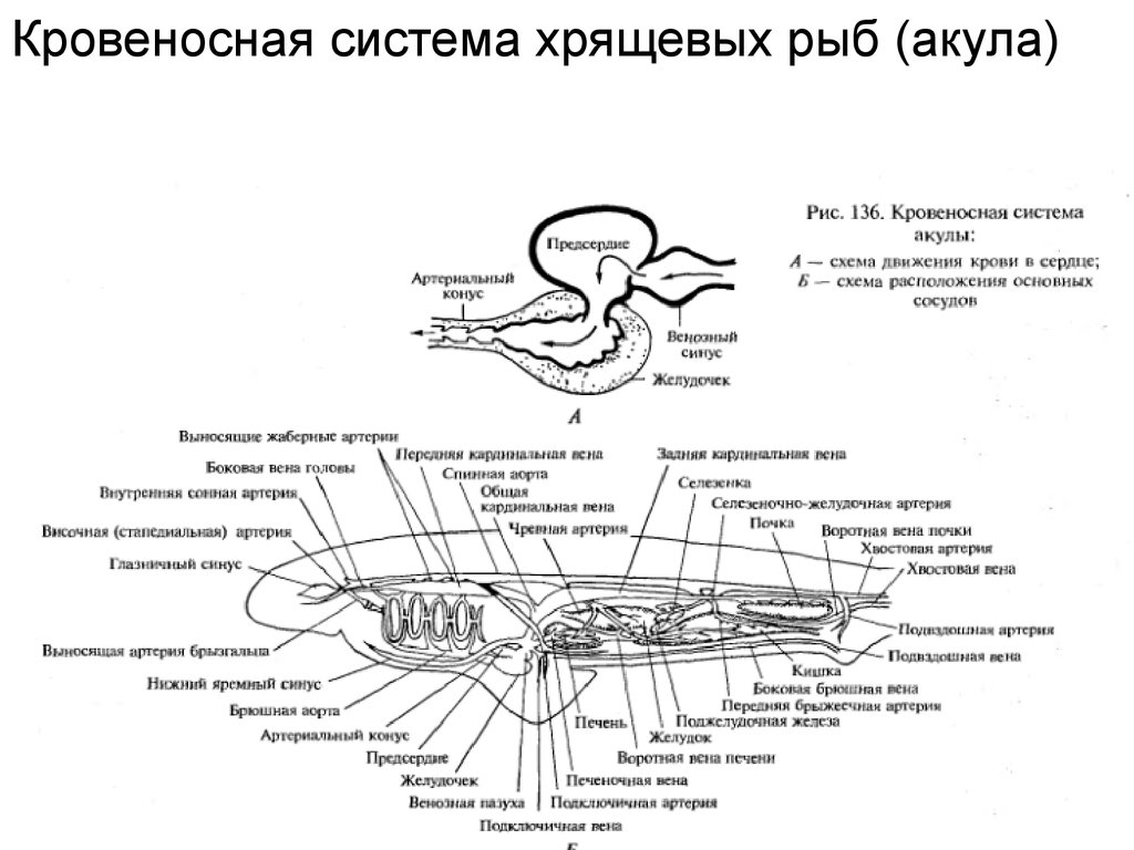 Кровеносная система рыб схема