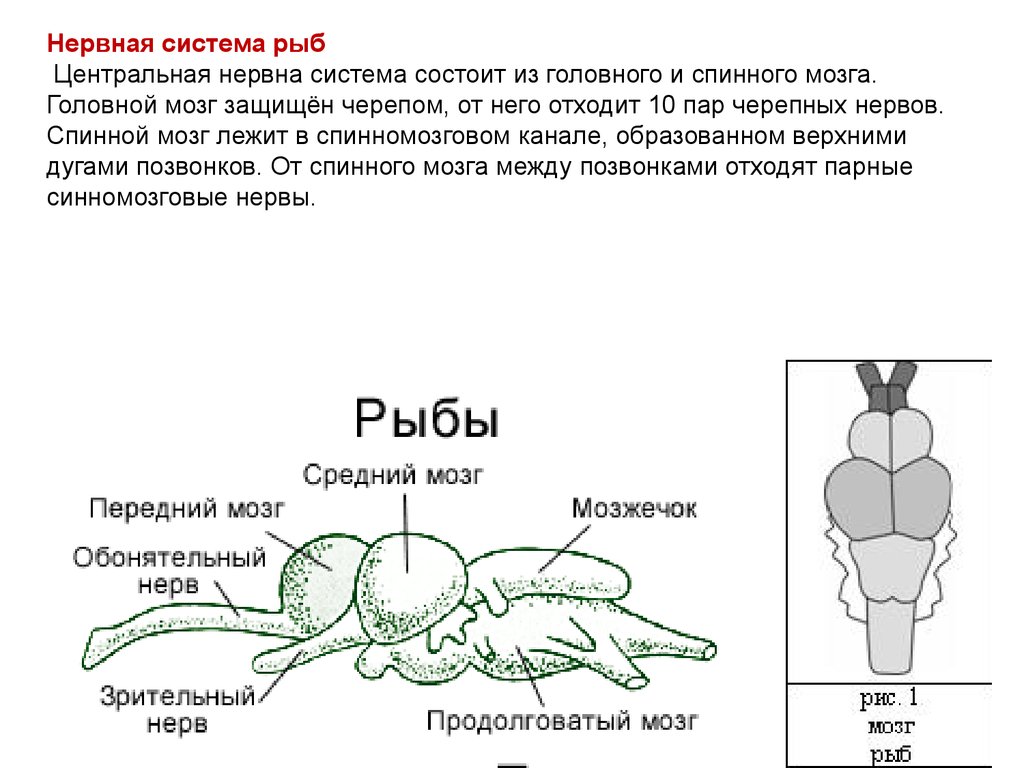 Какой мозг у рыб