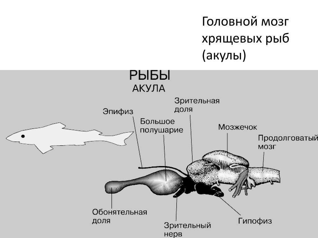 Какой отдел мозга развит у рыб. Строение головного мозга хрящевых рыб. Нервная система рыб схема. Нервная система хрящевых рыб. Строение головного мозга акулы.