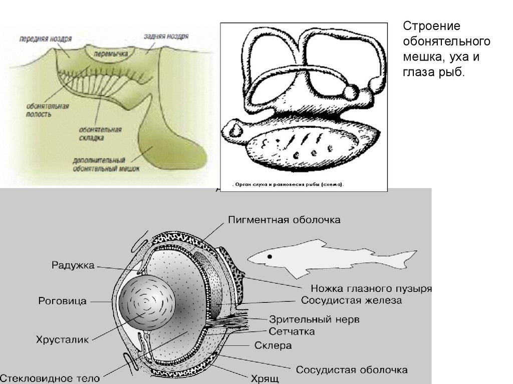 Орган слуха земноводных представлен. Строение органа слуха у рыб. Строение внутреннего уха рыбы. Строение слухового аппарата у рыб. Строение уха рыб.