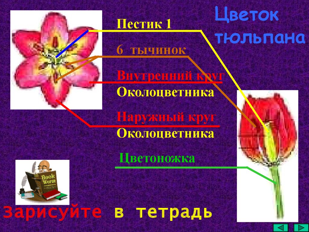 Признаки однодольных околоцветник