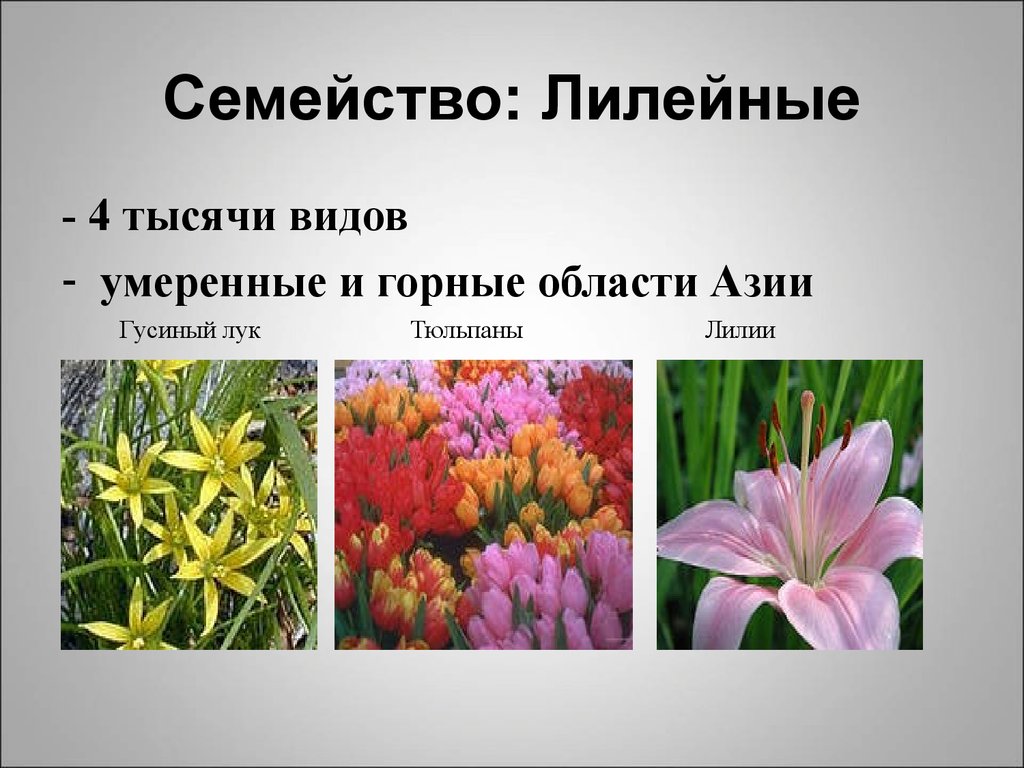 Три примера лилейных. Семейство Однодольные Лилия. Однодольные растения семейства Лилейные. Однодольные растения семейства Лилейные луковые. Семейство однодольных Лилейные цветок.