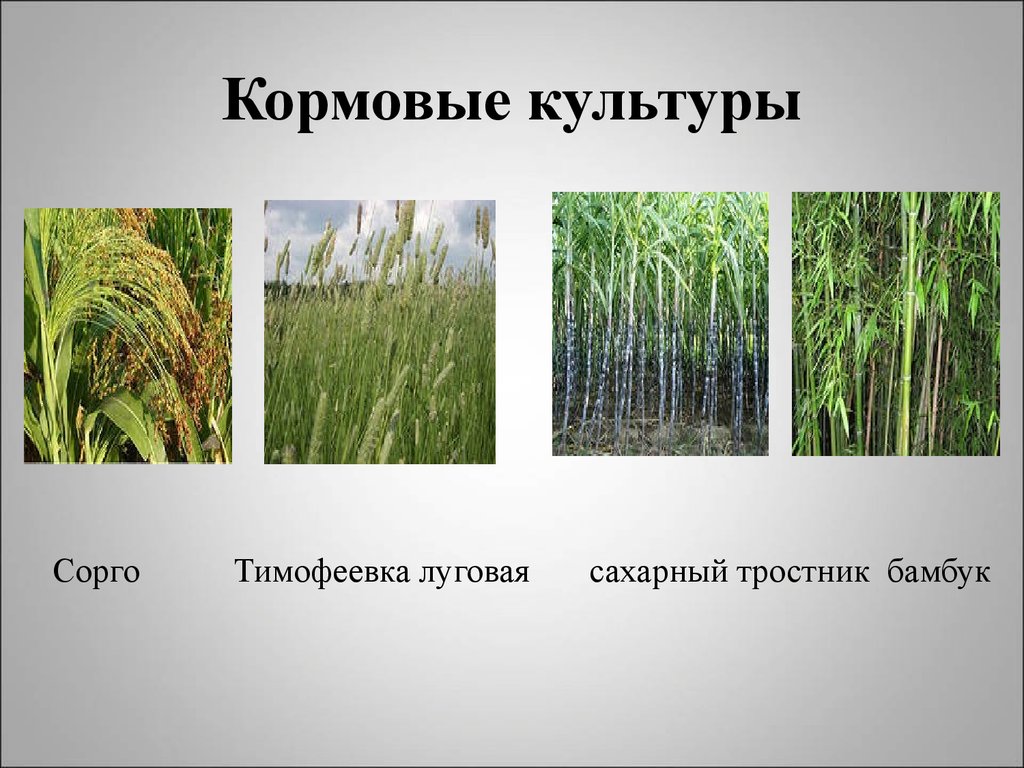 Кормовые культуры презентация