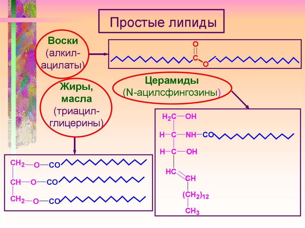 Плохие липиды. Простые липиды воски триацилглицерины жиры и масла церамиды. Простые липиды. Простые липиды цереброзиды. Церамиды простые липиды.