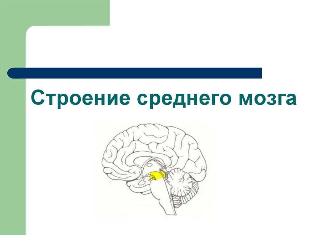 Средний мозг включает в себя. Внешнее строение среднего мозга. Средний мозг анатомия внешнее строение. Строение среднего мозга мозга. Средний и промежуточный мозг.