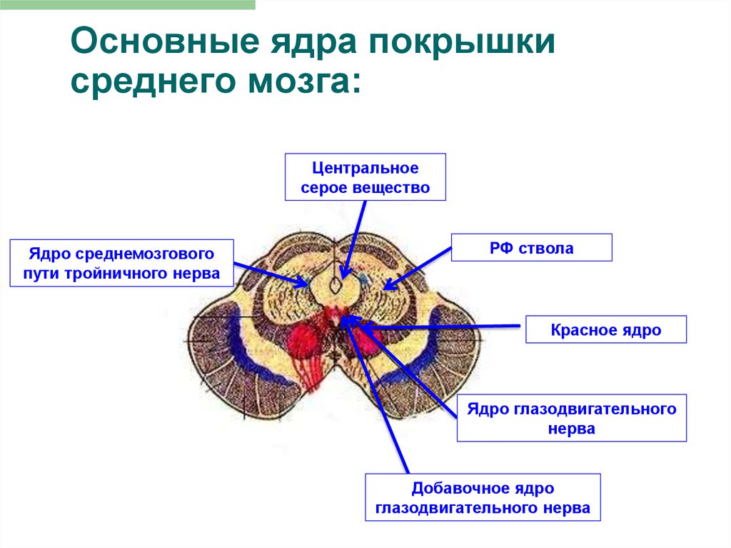 Средний мозг включает в себя. Ядра располагающиеся в Центральном сером веществе среднего мозга. Ядра серого вещества покрышки среднего мозга. Ядра четверохолмия среднего мозга. Структура головного мозг средний мозг.