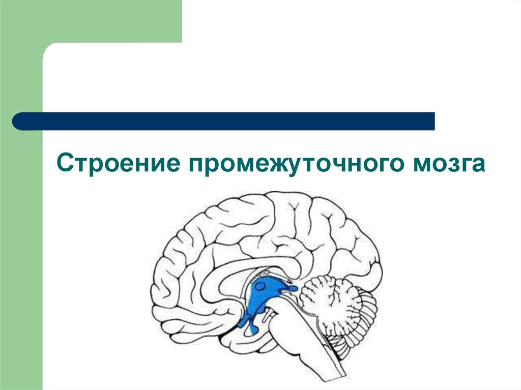 Общий план строения промежуточного мозга