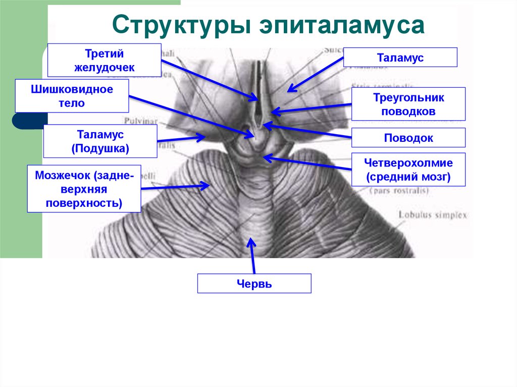 Укажите структурные. Эпиталамус и метаталамус. Эпиталамус треугольник поводка. Внешнее строение промежуточного мозга анатомия. Промежуточный мозг строение эпиталамус.