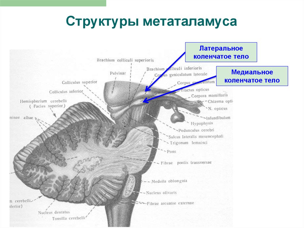 Коленчатые тела мозга. Коленчатые тела промежуточного мозга. Латеральное коленчатое тело таламуса функции. Латеральное коленчатое тело промежуточного мозга. Структура промежуточного мозга эпиталамус.
