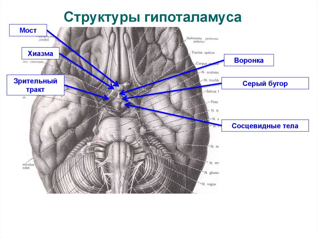 Серый мозг латынь. Сосцевидное тело промежуточный мозг. Зрительный Перекрест гипоталамуса. Сосцевидные тела гипоталамуса. Зрительный Перекрест промежуточного мозга.