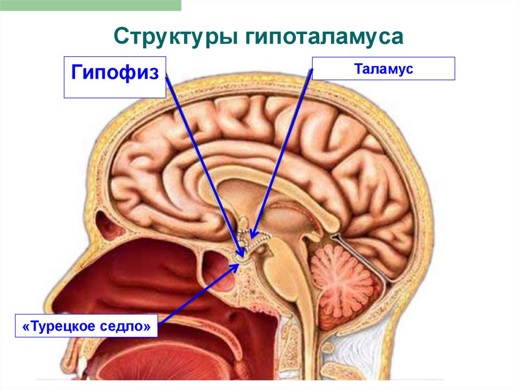 Турецкое седло в мозге