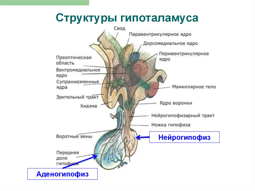 Гормон центральной нервной системы. Гормоны переднего отдела гипоталамуса. Структура гипоталамо-гипофизарной системы. Передние ядра гипоталамуса функции. Промежуточный мозг задняя гипоталамическая область.
