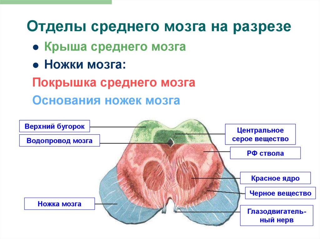 Наружное строение. Средний мозг анатомические структуры. Покрышка ножки среднего мозга. Средний мозг анатомия строение. Наружнее строение среднего мозга.