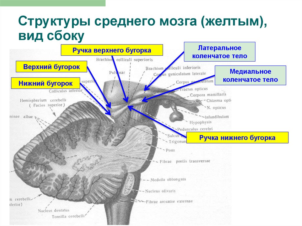 Коленчатые тела мозга. Схема внутреннего строения среднего мозга. Средний мозг анатомия наружное строение. Промежуточный мозг поперечный разрез. Средний мозг анатомические структуры.
