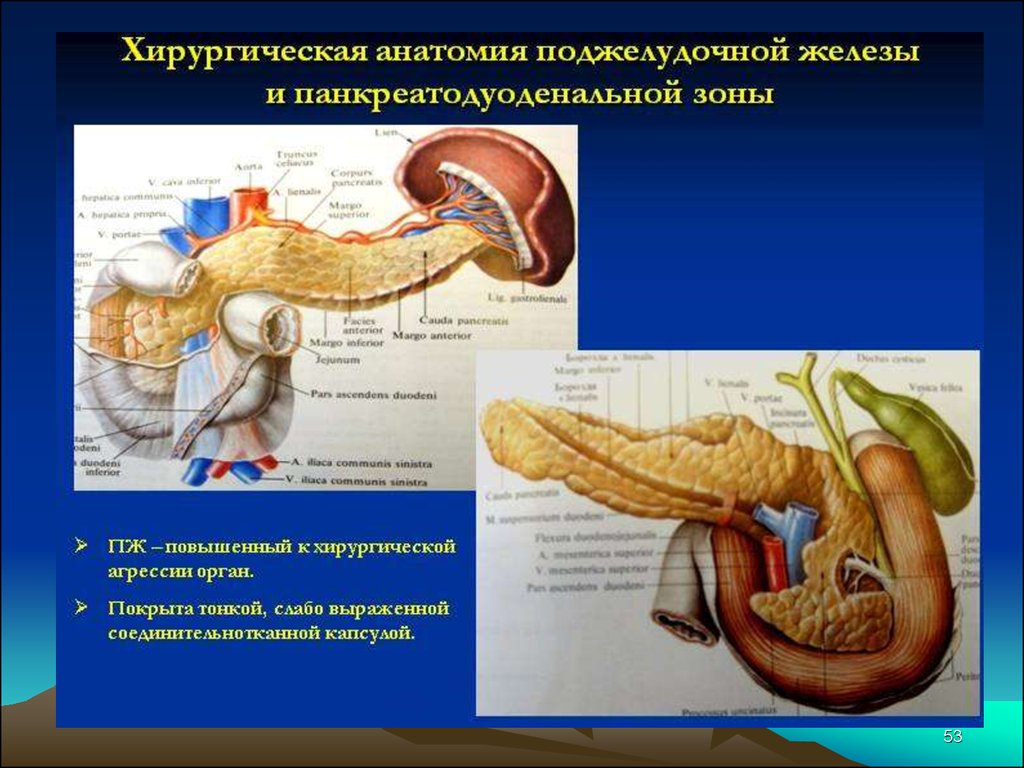 Анатомия поджелудочной железы презентация