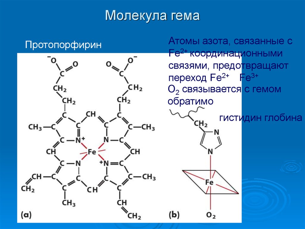 Протопорфирин. Строение гема молекулы гемоглобина. Структура гема. Химическая формула гема. Структурная формула гема.
