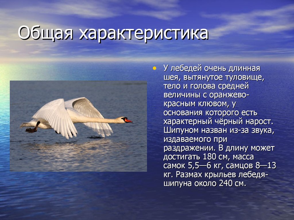 Жизнь лебедей 4 класс. Описание лебедя. Лебедь для презентации. Доклад о лебеде. Энциклопедия про лебедей.