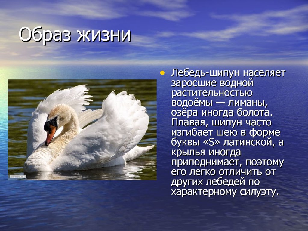 Сообщение о лебеде приемыш. Лебедь шипун ареал. Лебедь шипун сообщение для 2 класса. Лебедь шипун среда обитания. Лебедь кликун и лебедь шипун.