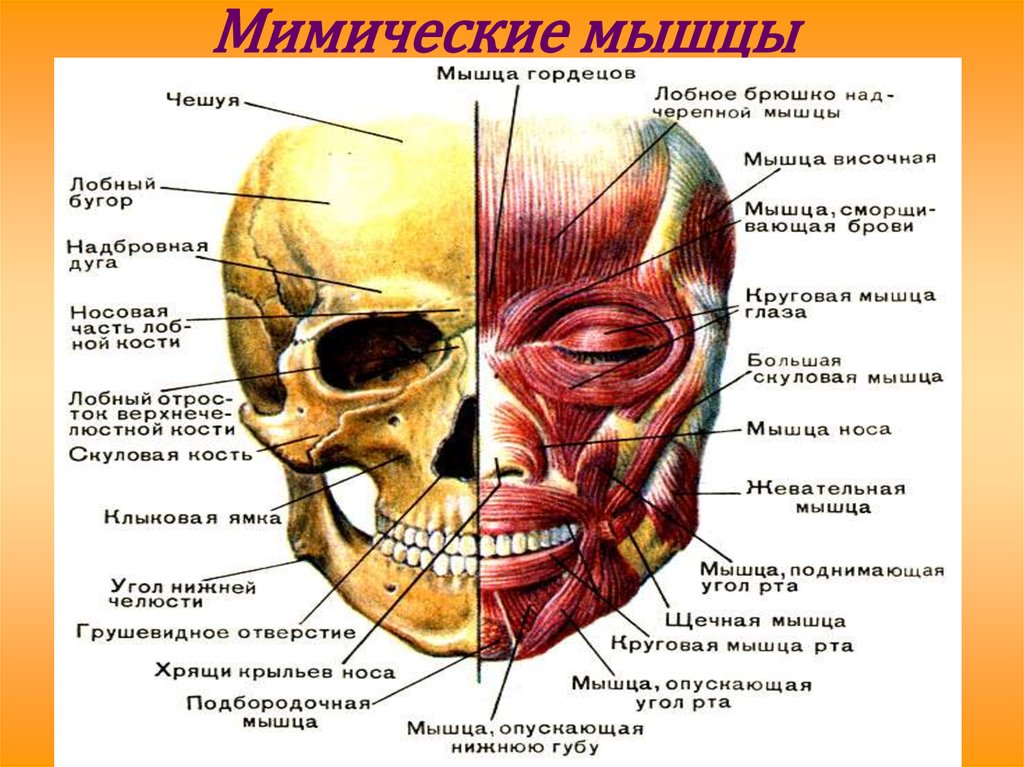 Мимические мышцы презентация