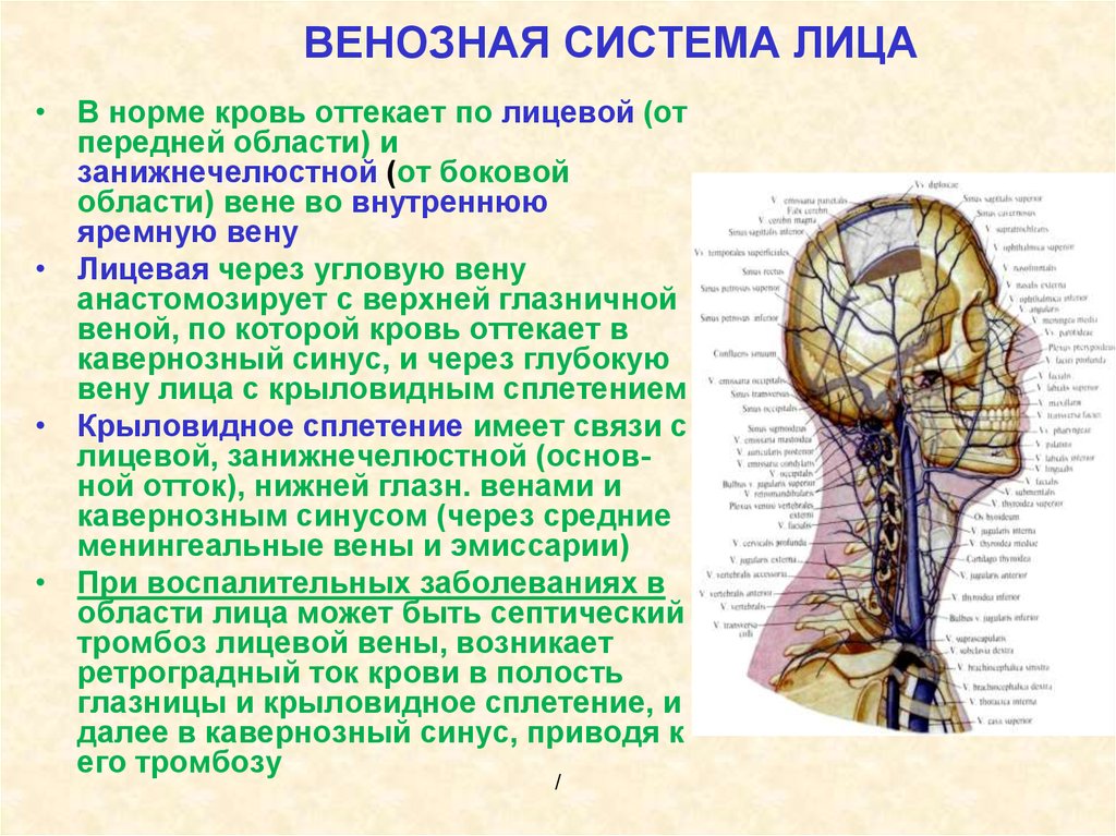 От мозга кровь оттекает. Анастомозы внутренней яремной Вене. Венозный отток от лица. Венозный отток в области лица. Венозный отток в области головы.