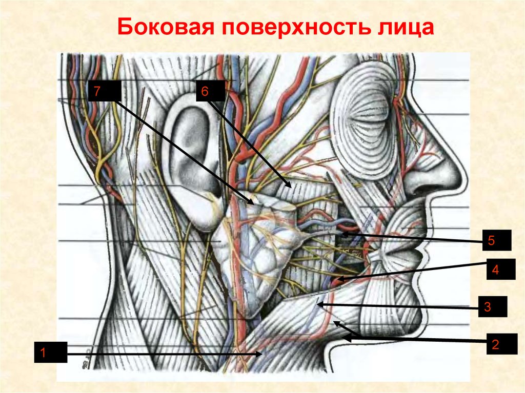 Границы лица. Боковая область лица топографическая анатомия. Глубокая боковая область лица. Глубокая боковая область лица границы. Топография поверхностной боковой области лица.