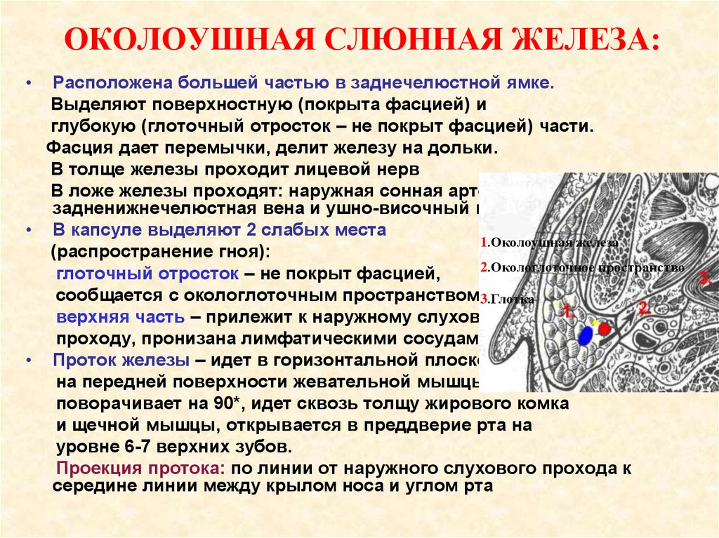 Увеличение околоушной железы. Лимфатический отток околоушные железы. Топография околоушной железы. Околоушная слюнная железа нерв. Околоушная железа топографическая анатомия.